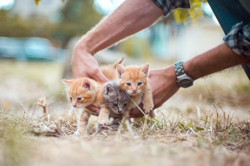 curso auxiliar veterinaria